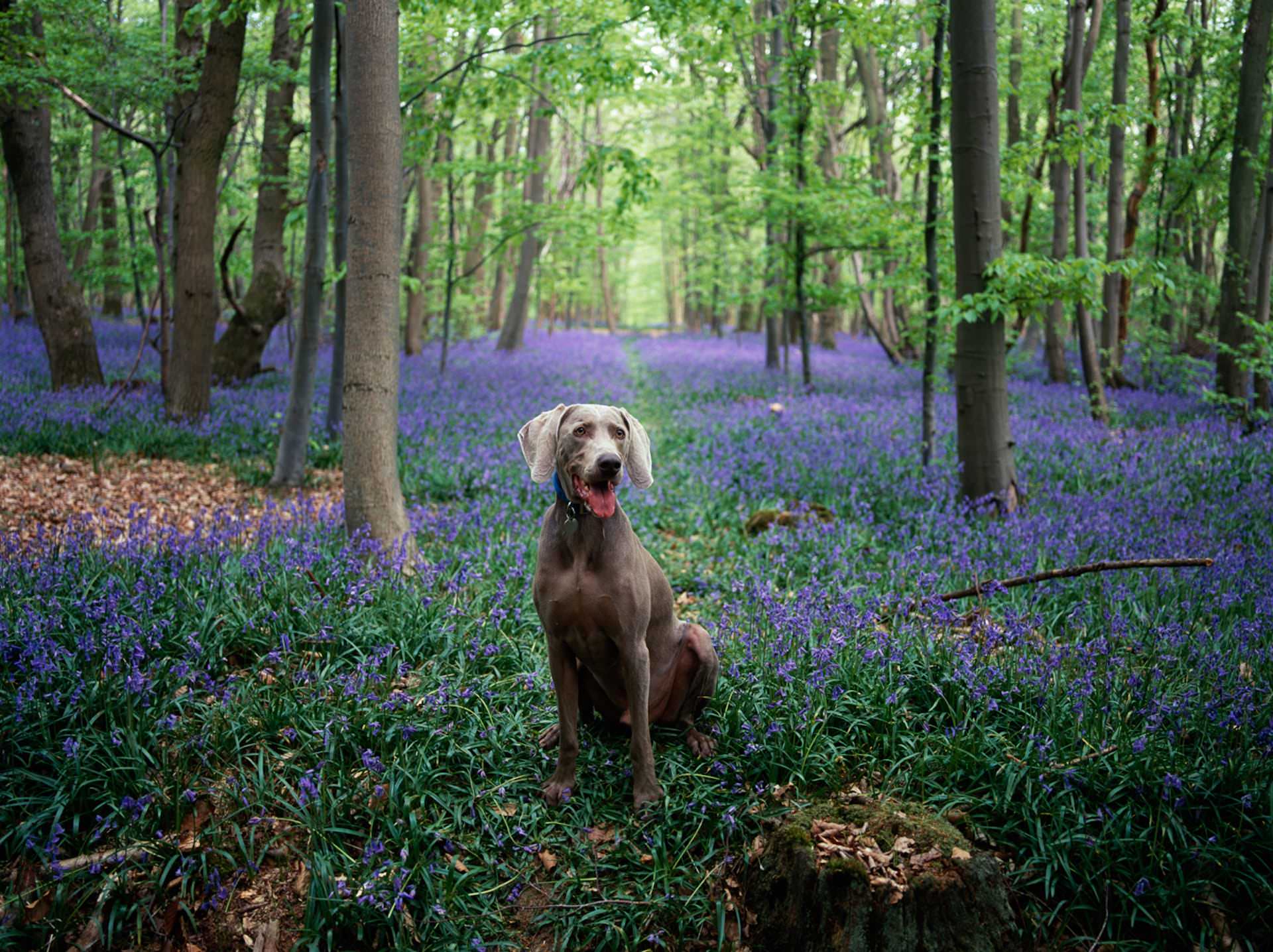Compare Dog Insurance Options Pet Insurance Review
